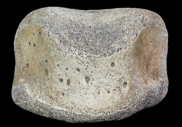 Hadrosaur Toe Bone - Alberta (Disposition #-) #71659